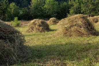 Raković: Sijeno propada, niko neće da ga uzme ni za džabe Raković: Sijeno propada, niko neće da ga uzme ni za džabe