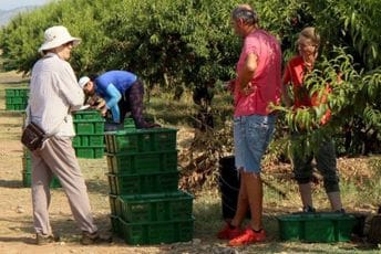 Berba vranca počinje do kraja avgusta, prinosi će biti manji od planiranih Berba vranca počinje do kraja avgusta, prinosi će biti manji od planiranih