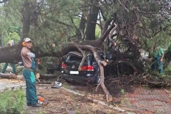 Palo drvo kod KCCG: Jedna osoba povrijeđena, više automobila oštećeno Palo drvo kod KCCG: Jedna osoba povrijeđena, više automobila oštećeno