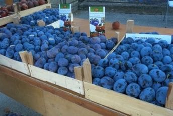 Hrvatska: U šljivama iz Srbije pronađen pesticid opasan po zdravlje ljudi Ilustracija