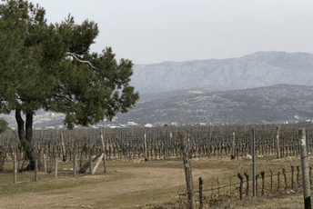 Budućnost vinogradarskog sektora u Crnoj Gori: STEGA sjutra organizuje stručni skup sa osvrtom na značaj „Plantaža“