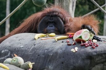 Najstariji orangutan na Baliju proslavio 46. rođendan Najstariji orangutan na Baliju proslavio 46. rođendan