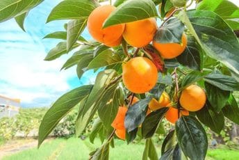 Japanska jabuka: „Božje voće“ koje krije tajnu mudrosti