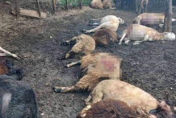 Vukovi zaklali 17 ovaca u selu kod Plava Vukovi zaklali 17 ovaca u selu kod Plava