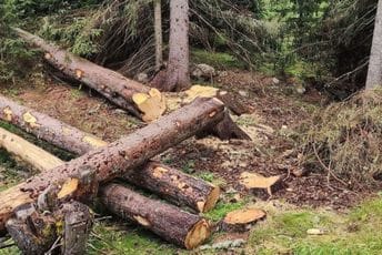 Rožaje: Podnijete prijave protiv više osoba, bespravno posječeno više od 140 kubika šume Ilustracija