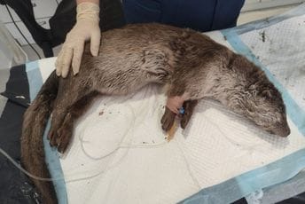 Povrijeđena vidra u NP Skadarsko jezero, prebačena u veterinarsku ambulantu Povrijeđena vidra u NP Skadarsko jezero, prebačena u veterinarsku ambulantu