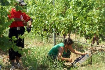 Crnogorske vinograde beru sezonski radnici iz Indije Crnogorske vinograde beru sezonski radnici iz Indije