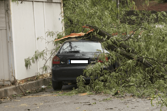 Podgorica: Drvo palo na automobil