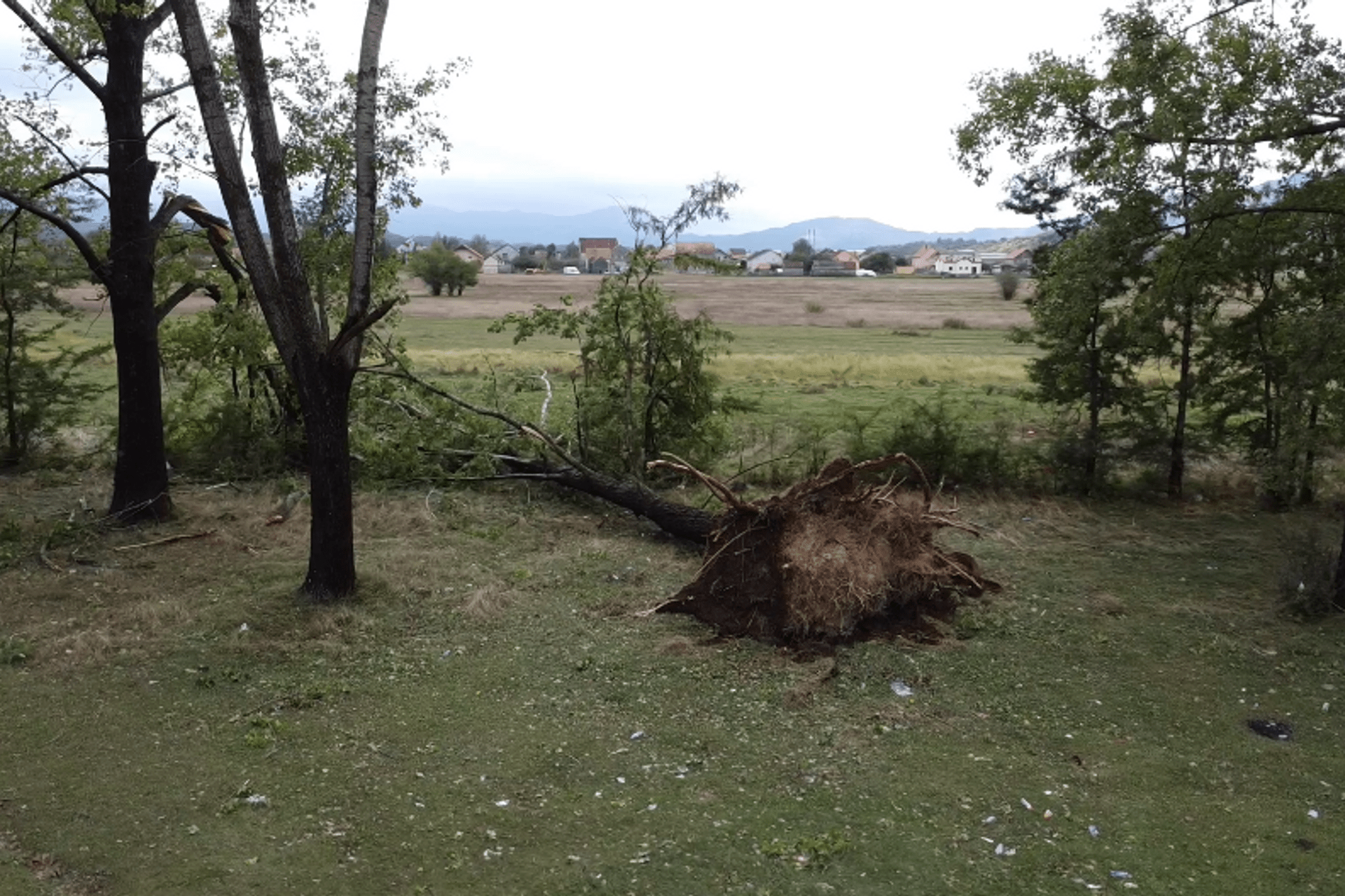 Fotografija 1: Nikšić: U park šumi Topola vjetar čupao drveće iz korijena