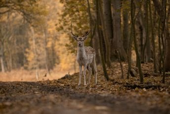 (VIDEO) Vjerovatno nikad zabilježen trenutak u šumama Crne Gore: Borba jelena u NP Biogradska gora