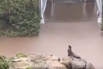 Morska lavica iskoristila poplavu: Otplivala iz svog bazena u zoo-vrtu