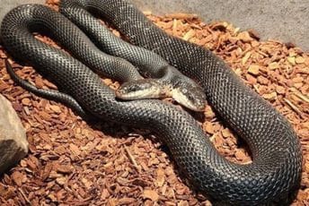 Dvoglava zmija slavi ‘rođendan’: Dvije glave ne smiju jesti istovremeno, evo kako ih hrane