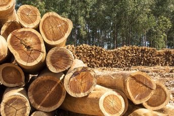 Uprava za šume: Otkrivena bespravna sječa, privremeno oduzeti bespravno posječeni drvni sortimenti