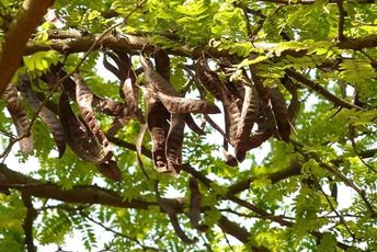 Rogač - zamjena za čokoladu kojom se mjerilo zlato Rogač - zamjena za čokoladu kojom se mjerilo zlato