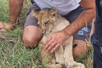 Tužna vijest iz Subotice: Uginula je mala lavica Kiki koja je prošlog mjeseca pronađena na ulici Tužna vijest iz Subotice: Uginula je mala lavica Kiki koja je prošlog mjeseca pronađena na ulici