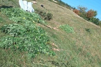 Pronađena plantaža marihuane u Nikšiću, uhapšene dvije osobe Pronađena plantaža marihuane u Nikšiću, uhapšene dvije osobe