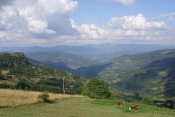 Drama na krajnjem sjeveru države: Čovjek se susreo sa četiri medvjeda, pukom srećom izbjegao napad Drama na krajnjem sjeveru države: Čovjek se susreo sa četiri medvjeda, pukom srećom izbjegao napad