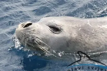 U Boki primijećena sredozemna medvjedica U Boki primijećena sredozemna medvjedica