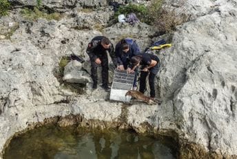 NP Skadarsko jezero: Nakon mjesec dana liječenja, vidra vraćena u prirodno stanište NP Skadarsko jezero: Nakon mjesec dana liječenja, vidra vraćena u prirodno stanište