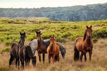 Odstrijel iz helikoptera: Odobreno ubijanje 16.000 divljih konja Odstrijel iz helikoptera: Odobreno ubijanje 16.000 divljih konja