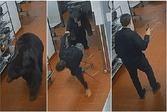 (VIDEO) U Koloradu medvjed upao u hotel i napao čuvara (VIDEO) U Koloradu medvjed upao u hotel i napao čuvara