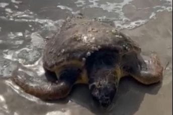 Pronađena na Plavim horizontima: Institut pokušava da spasi povrijeđenu morsku kornjaču Pronađena na Plavim horizontima: Institut pokušava da spasi povrijeđenu morsku kornjaču