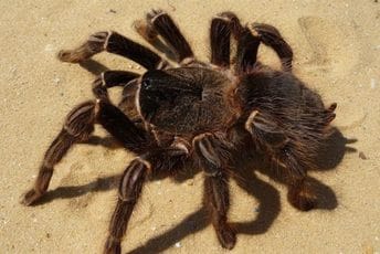 Bile u kutijama od keksa: Zaplijenjeno 1.500 tarantula na njemačkom aerodromu