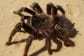 Bile u kutijama od keksa: Zaplijenjeno 1.500 tarantula na njemačkom aerodromu