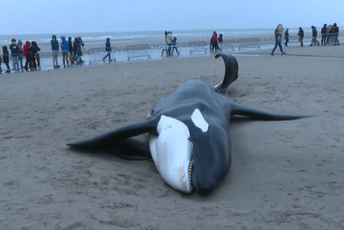 Orka preminula nakon što se nasukala na plažu u Belgiji Orka preminula nakon što se nasukala na plažu u Belgiji
