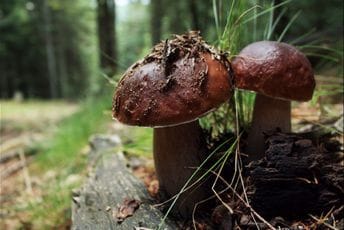 Propala sezona pečurke: Godina nikad lošija, vrganj dostizao cijenu i do 13 eura Propala sezona pečurke: Godina nikad lošija, vrganj dostizao cijenu i do 13 eura