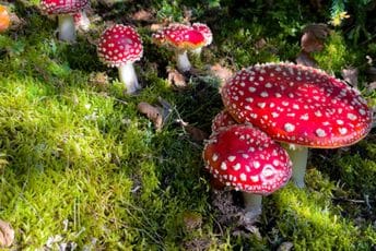 Australija: Osumnjičena da je ubila troje ljudi otrovnim pečurkama Australija: Osumnjičena da je ubila troje ljudi otrovnim pečurkama