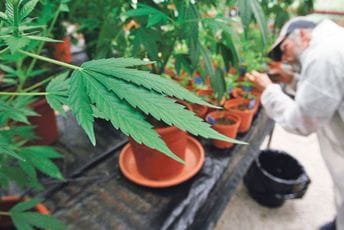 BiH: Usvojena odluka o legalizaciji kanabisa u medicinske svrhe