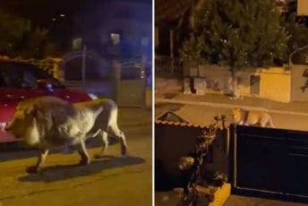 (VIDEO) Uhvaćen lav koji je pobjegao iz cirkusa u Italiji