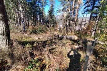 Kolašin: Nadomak botaničke bašte, u zaštićenom području, posječeno osam stabala Kolašin: Nadomak botaničke bašte, u zaštićenom području, posječeno osam stabala