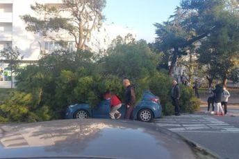Podgorica: Drvo palo na automobile, vatrogasci na terenu
