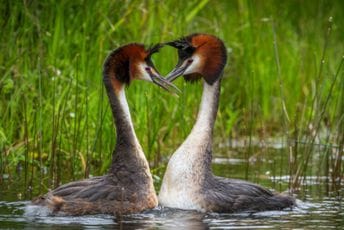 "Ptica koja povraća" izabrana za najlepšu u anketi na Novom Zelandu "Ptica koja povraća" izabrana za najlepšu u anketi na Novom Zelandu