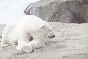 Norveška: Probudio polarnog medvjeda brodskom sirenom, pa dobio kaznu od 4.500 eura