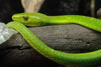 Holandija: Otrovna zelena mamba pobjegla vlasniku, policija poručila građanima da ostanu u kućama Holandija: Otrovna zelena mamba pobjegla vlasniku, policija poručila građanima da ostanu u kućama