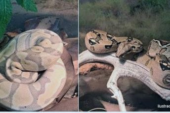 U Baru zaplijenjene dvije zmije; Saveljić: Za ovakve radnje u CG sljeduje zatvor tri mjeseca do tri godine U Baru zaplijenjene dvije zmije; Saveljić: Za ovakve radnje u CG sljeduje zatvor tri mjeseca do tri godine