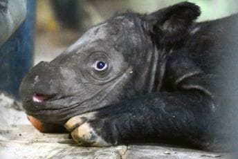 (FOTO) U Indoneziji rođen rijetki sumatranski nosorog