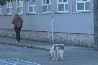 Problem u Danilovgradu: Psi lutalice napadaju djecu u školskim dvorištima