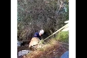 (VIDEO) Podgorica: Spašen pas zaglavljen na visokoj litici kod mosta u Zagoriču