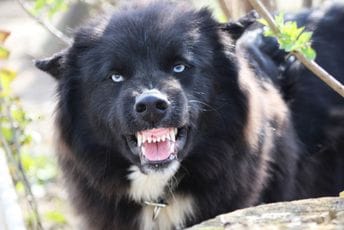 Kućni ljubimac usmrtio tromjesečnu bebu u SAD Ilustracija