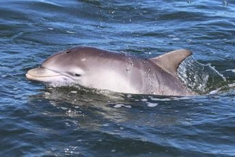 Crnomorski delfini na ivici izumiranja