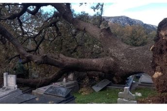 (FOTO) Sutomore: Vjetar iščupao viševjekovni hrast kod Svete Tekle (FOTO) Sutomore: Vjetar iščupao viševjekovni hrast kod Svete Tekle