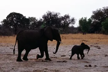 Od posljedica suše: Najmanje 100 slonova uginulo u nacionalnom parku Zimbabvea Od posljedica suše: Najmanje 100 slonova uginulo u nacionalnom parku Zimbabvea