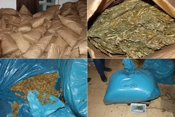 Ko je u Upravi policije štitio krijumčarenje tovara droge?! Zaplijenjena konoplja sadržavala znatno veću koncentraciju THC-a od dozvoljenih vrijednosti