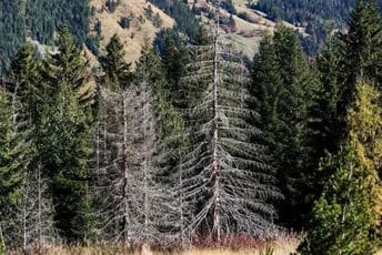 Potkornjaci sa Prokletija „stigli“ i do Specijalnog policijskog odjeljenja Potkornjaci sa Prokletija „stigli“ i do Specijalnog policijskog odjeljenja