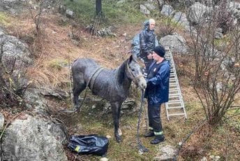 (VIDEO) Pogledajte kako je protekla nedavna akcija spašavanja konja u Dobrskoj Župi (VIDEO) Pogledajte kako je protekla nedavna akcija spašavanja konja u Dobrskoj Župi
