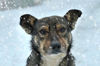 "Pomozite da prežive zimu": Akcija sakupljanja sredstava za napuštene životinje "Pomozite da prežive zimu": Akcija sakupljanja sredstava za napuštene životinje